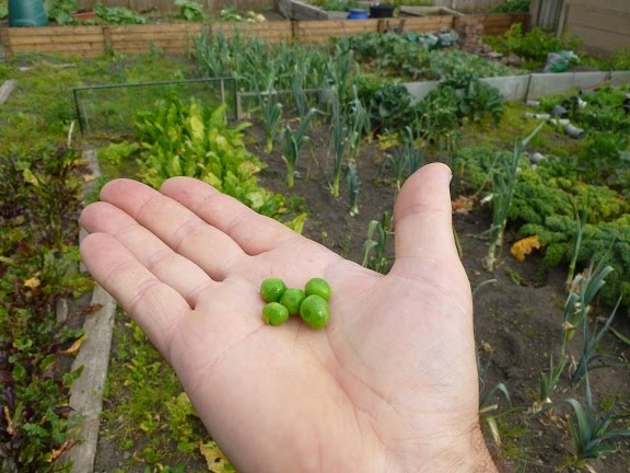 Five peas in my hand